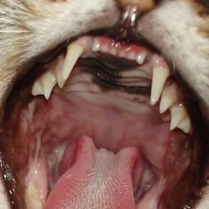 Tanden kat