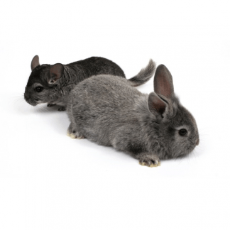 Knaagdieren en konijnen