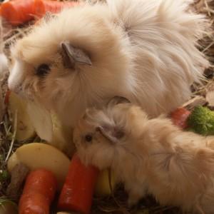 Voeding Knaagdieren en konijn