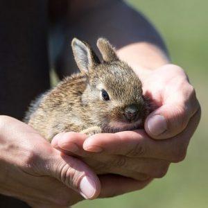 Verzorging knaagdieren en konijn